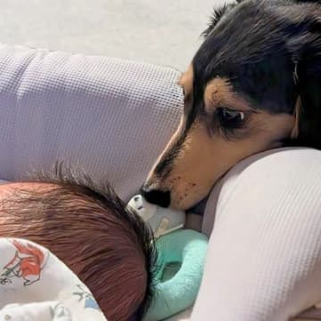 1ヶ月前にお家にやってきた赤ちゃん→犬に『赤ちゃんは大丈夫？』と聞くと…尊すぎる『我が子のような光景』に3万いいね「感動」「愛深すぎる」