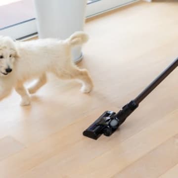 『綺麗好きな犬』の特徴3選　主な共通点や清潔な環境を保つためのポイントとは？