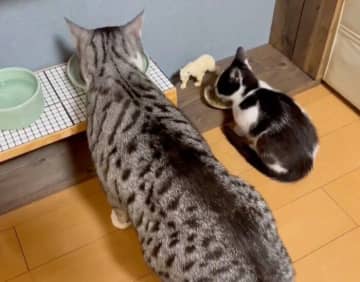 先住猫の隣でゴハンをモリモリ食べ始めた保護子猫　家族に迎えて2カ月経ったころの光景に「涙が出ました」