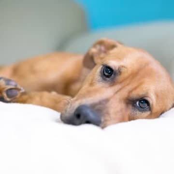 『不幸だと思っている犬』がみせる仕草や行動5選　愛犬が負の感情を抱いてしまう原因とは？