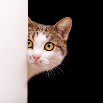 愛猫を『警戒させてしまう』飼い主の厳禁行為7選　うっかりやってしまったときのフォロー方法も