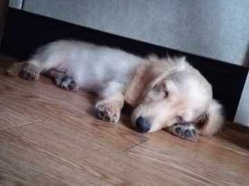 「ぷにぷに」の肉球が愛らしい生後3カ月のダックス子犬→6年後、「ぷにぷにと寝顔」は変わらず大きく成長！