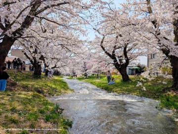 東北の桜