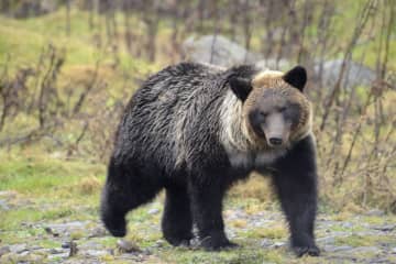 クマ出没、例年より増加か　ドングリ豊作で繁殖活発