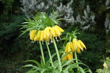 5月4日の花とは？【366日の誕生花と幸せの花言葉】