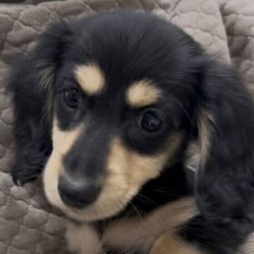犬が床を舐める理由とは？　ペロペロ舐める行動の心理と対処法を解説