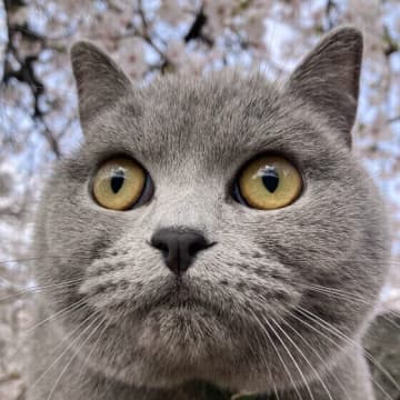肌にやさしく顔まわりのお手入れにおすすめ！ カット綿を使った猫のケア