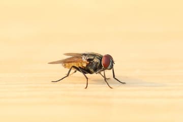 横光利一の『蠅』あらすじ紹介。一匹の蠅が目撃する世界から見る人間模様
