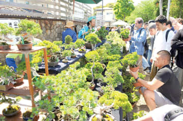 大宮で大盆栽まつり、盆栽や山野草などを展示、即売…露店も　盆栽の聖地、多くの愛好家らでにぎわう　謎解きでもらえる「ミニ盆栽」は大幅増…多彩なイベントも開催　5日まで