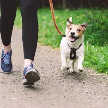 小型犬はどのぐらいの散歩量が必要なの？目安となる時間や距離、注意点まで解説