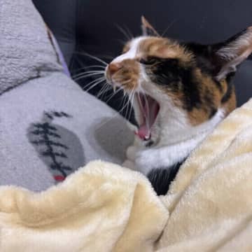 眠いわけではないのかも？　「猫のあくび」に隠された6つの気持ち　専門家に聞いた！