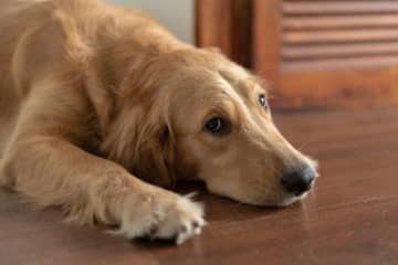 犬が「調子が悪い」ときに見せるサイン　様子見が危険な緊急性が高いものも｜獣医師解説