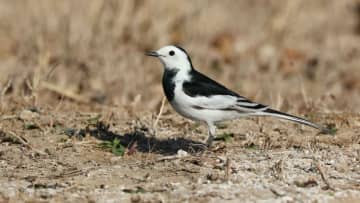 黒橋公園でタイリクハクセキレイを撮影　北京市