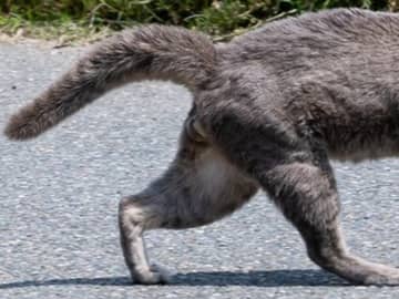 「やはり絶滅していなかったんだ」　九州の猫島で撮った１枚に「進化したのか…」