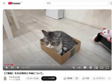 闘病報告の「もちまる日記」、尿路結石の除去手術で「完璧に回復」報告