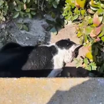 側溝でうずくまる『全身ボロボロの猫』が保護された結果…現在の様子に涙が止まらないと99万再生「とにかく涙が出る」「泣いてしまう」