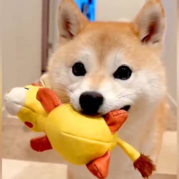 ぬいぐるみを買ったら、犬がわざわざ運んできて…『あたらしいお友達だよ！』とんでもなく尊いご紹介に2万いいね集まる「自慢げで最高」「天使」