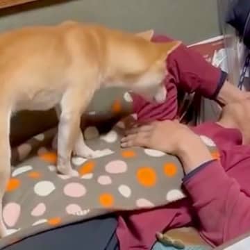年越しの瞬間、寝ているお父さんに犬が近づいた結果…可愛すぎる『まさかの行動』が13万再生「笑い止まらんｗ」「私もされたい」と爆笑の声