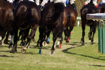 【ユニコーンS】吉村誠「馬が本当に強かった」カナルビーグルが東京ダービー優先出走権獲得