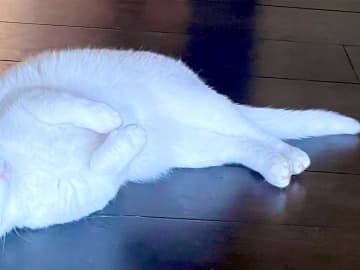 人間が出かけようとしたら？　猫の姿に「外出するのやめよっか…」「巧妙すぎ」