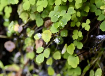 沖縄やんばるに新種の植物　世界自然遺産域、保護急務