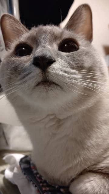 どんなに頑張っても猫じゃらしを空振りするにゃんこに15万いいね「どんくさかわいい」「今日一番笑った」