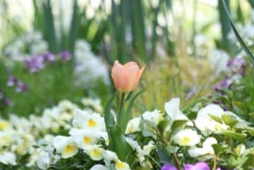 通勤中、昆虫の大群に遭遇→夜になると...　体験談に14万人驚嘆「こういう行動できる人本当に尊敬する」