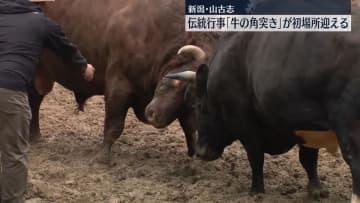 伝統行事「牛の角突き」初場所迎える　新潟・長岡市