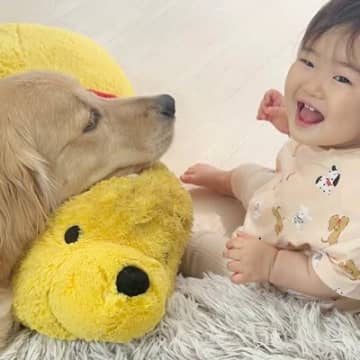 やんちゃな0歳の赤ちゃん→生まれてからずっと一緒にいた大型犬が…あまりにも尊い『母親のような行動』が24万再生「素敵」「母性本能」