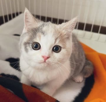抱っこするのもドキドキするほど小さかった子猫→4カ月後には“陽キャ”で元気いっぱいなコに成長！