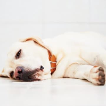 犬が『助けてください』と言っているサイン5選　異変にいち早く気づいてあげるために意識すべきこととは？