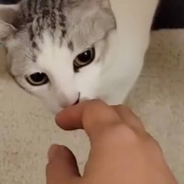 近所の犬を撫でて帰ってきたら、『猫のしっぽ』が…予想外の反応が26万再生「浮気は許さないｗ」「匂いチェック笑った」と爆笑の声