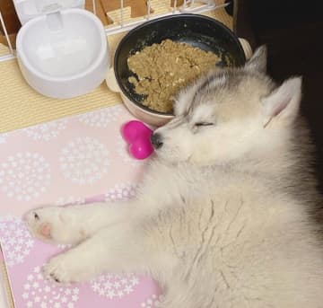 「ゴハン中に遊びを優先して寝てしまった」ハスキー子犬→「4年後の立派な成長姿」にほっこり！