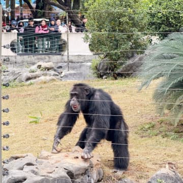 動物園の人気チンパンジー、投げた石で観光客が負傷―広西チワン族自治区南寧市