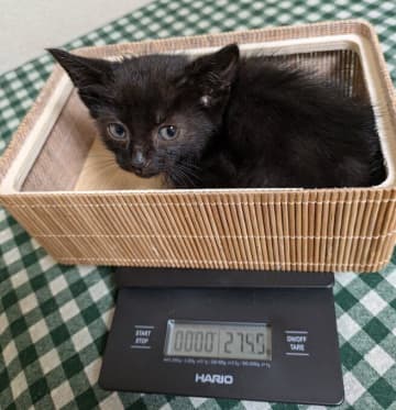 「生きられるかは五分五分」と言われた275gの子猫→飼い主さんや先住猫のサポートで成長した現在の姿がかわいすぎる！