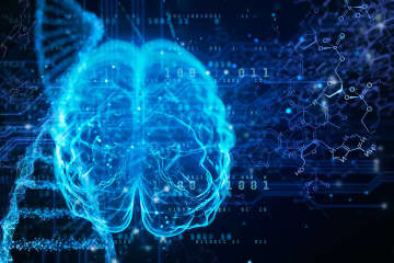中国の科学者、神経活動が髄膜リンパ系の発育を制御する仕組みを発見