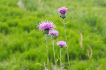 5月5日の花とは？【366日の誕生花と幸せの花言葉】