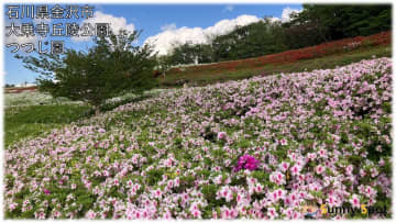 きょう5日は二十四節気「立夏」　広く晴れて行楽日和　金沢ではツツジが見頃
