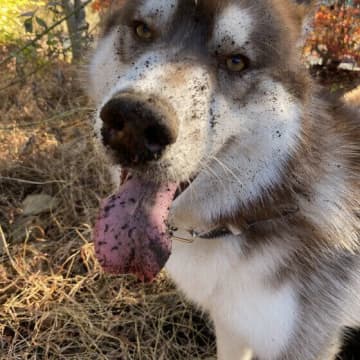 犬が穴を掘る理由とは？知っておきたい「ほりほり」の心理と注意点