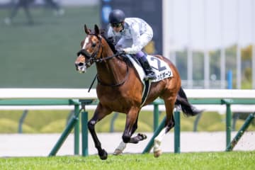 【京都新聞杯登録馬】トッピボーンなど13頭