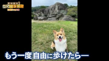 病気の高齢犬のため　オーダーメイドで「犬専用の車いす」を…もう一度自由に【バンキシャ!】