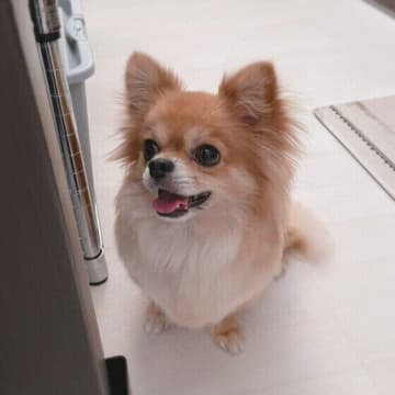 犬は家族を順位づけするって本当!?　犬と飼い主さんの関係性にまつわるウソ・ホント