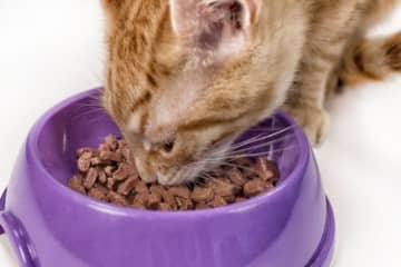 猫がキャットフードをよく吐くのは病気が原因かも!?　注意が必要な症状を獣医師が解説