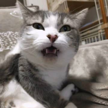 なぜ猫はニオイをかいだあと変顔になるの？　猫の「フレーメン反応」を徹底解説！