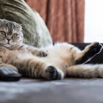 猫が『私は人間だニャ』と勘違いしていそうな行動3選　猫たちが見せる人っぽい姿とは？