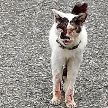 “AI生成ではないか”と疑われるほどボロボロだった猫…涙あふれる"現在の姿"に反響「奇跡に感謝」「幸せなのが伝わってくる」