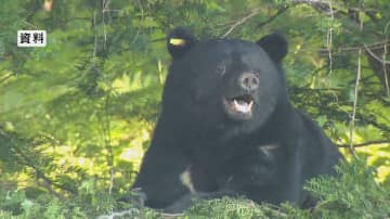 クマに襲われ公務員の男性けが　シカ駆除の下見のため1人で山林内に…こめかみや手足を引っかかれる　体長1.5メートルの成獣か