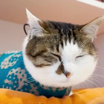 ママの仕事を監視する猫→眠さが限界を迎えて…あまりにも可愛すぎる『寝落ちの仕方』に「たまらなく愛おしい」「とっても癒された」と９万再生