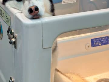 お出かけだと思っていたハスキー　連れてこられたのがシャンプー場で…？