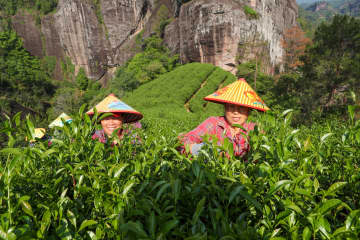 中国・武夷山市で茶摘みと製茶本格化